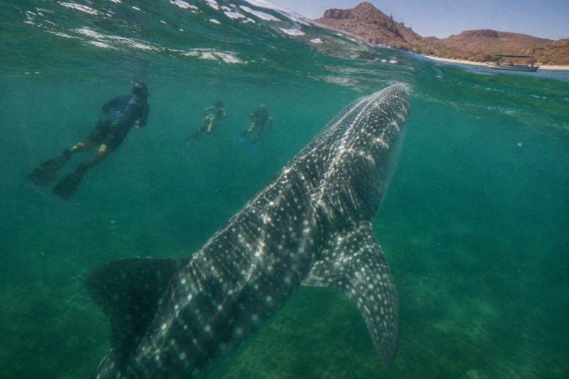 Salty Life in Baja, 3 Hours