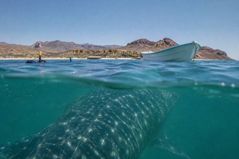 Baja Wild, Snacks and Wetsuits