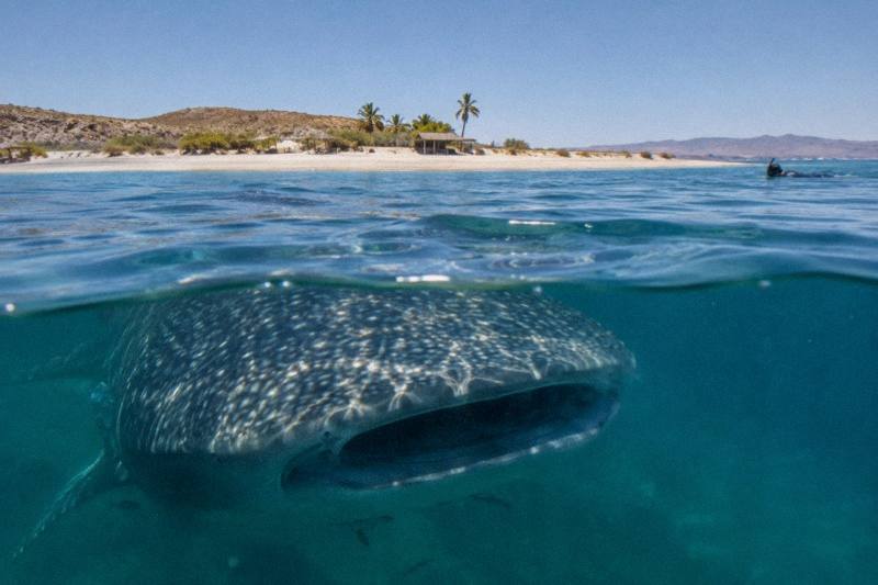 2-Hour Snorkel