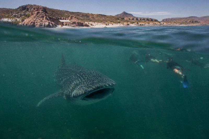 4-Hour Swim, Marine Biologist