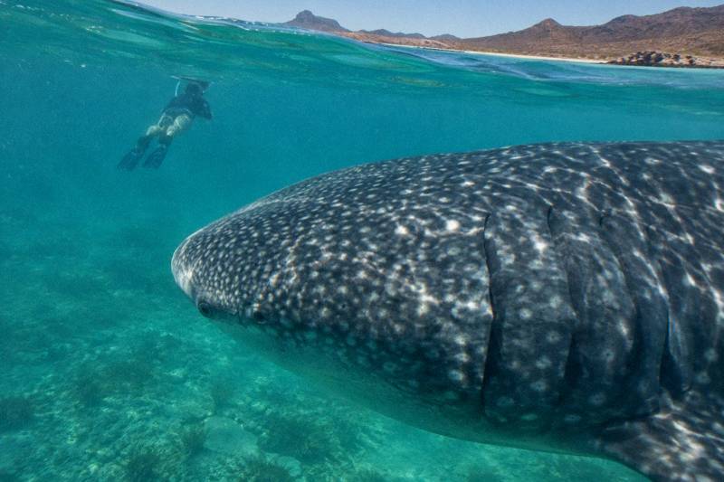 Orza Tours, 3-Hour Snorkel