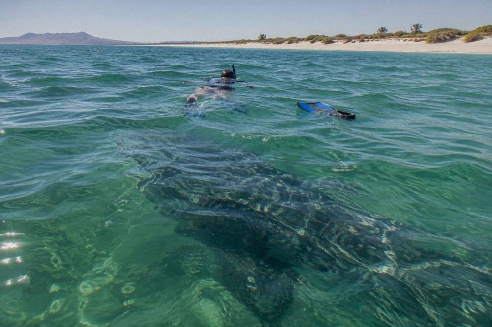 Snorkeler floating at the surface above the shadow of a whale shark