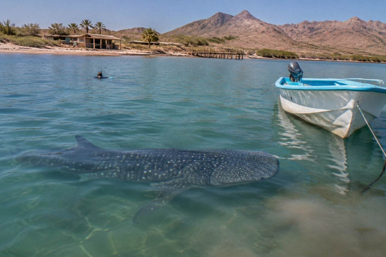 A whale shark swimming near the surface in calm blue water beside a small boat