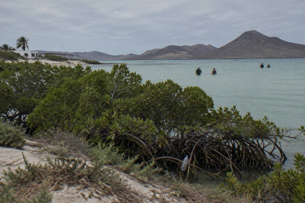 Wide view of a shallow bay with mangrove shoreline and distant hills