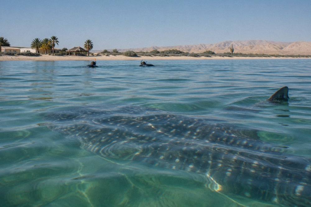 Snorkelers floating on the surface above a whale shark in open water
