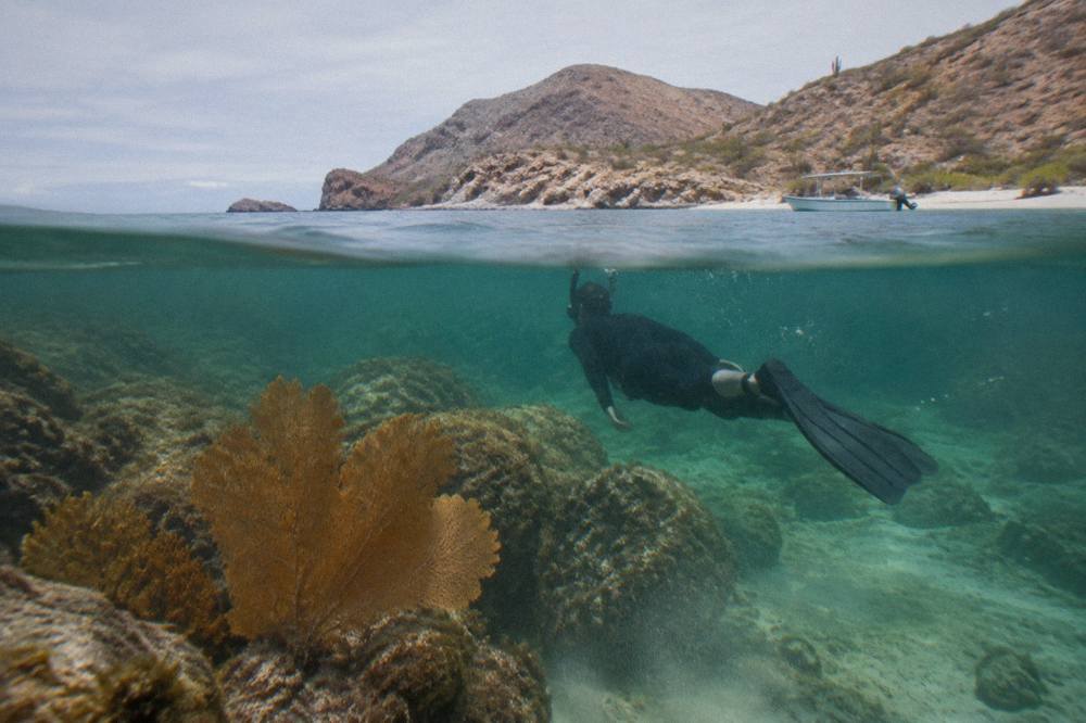 Snorkeler in a wetsuit floating above a rocky reef in clear green water