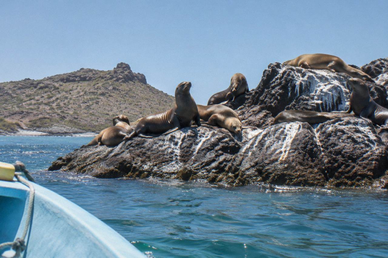 California sea lions resting on rocky islets in clear blue water near La Paz