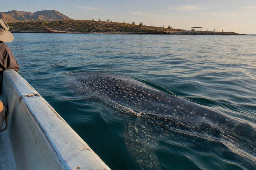 A spotted whale shark back visible above the water surface near a small boat