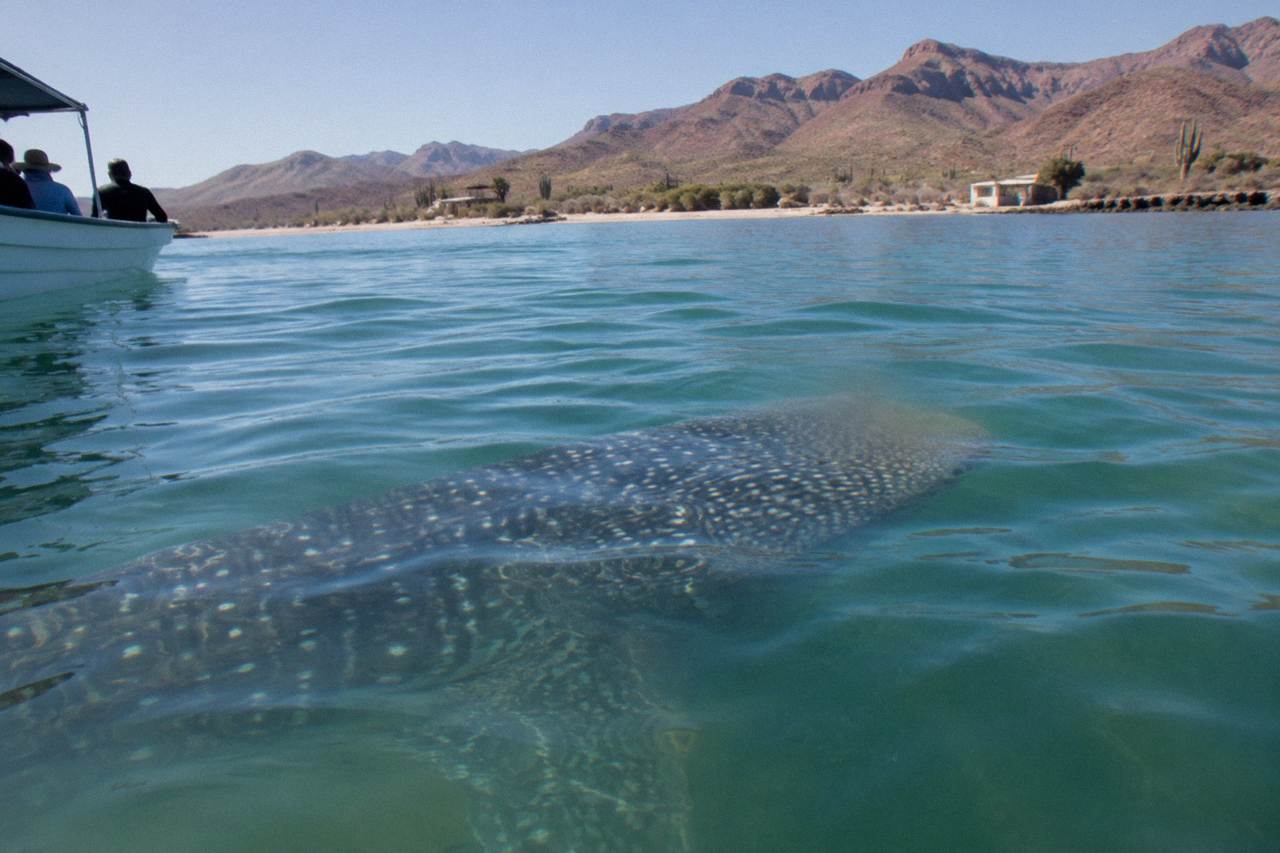 A whale shark swimming just below the surface of calm blue water in a wide bay