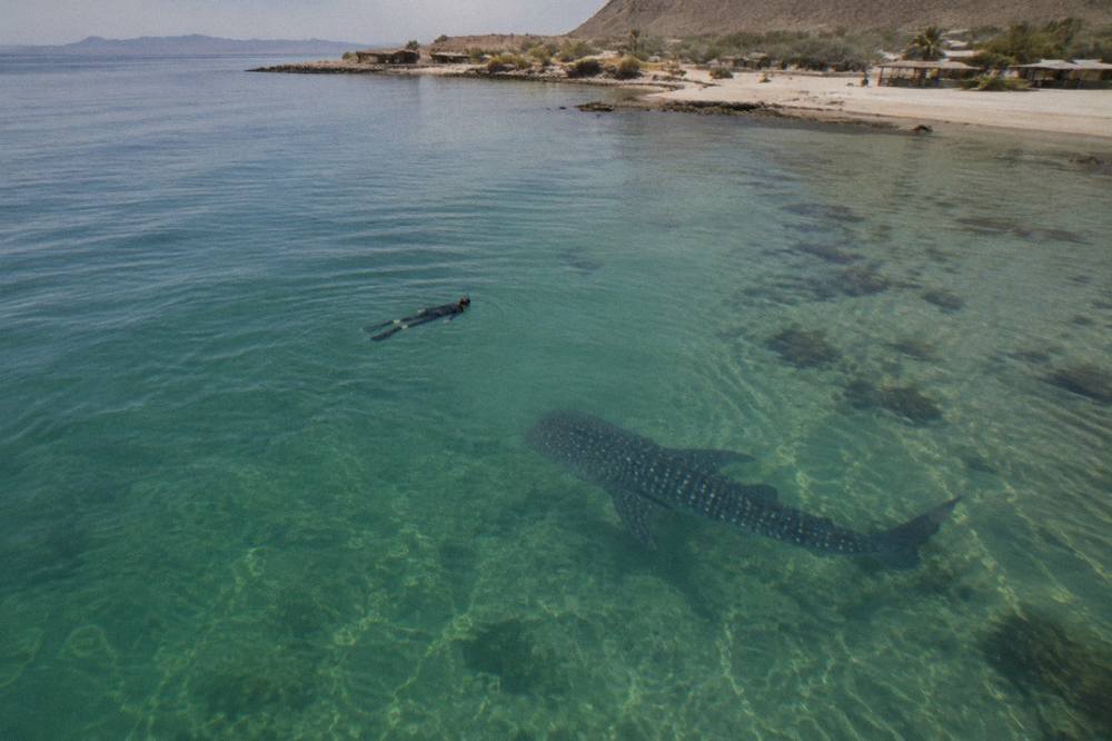 A snorkeler floating on the surface several meters above a whale shark in clear blue water
