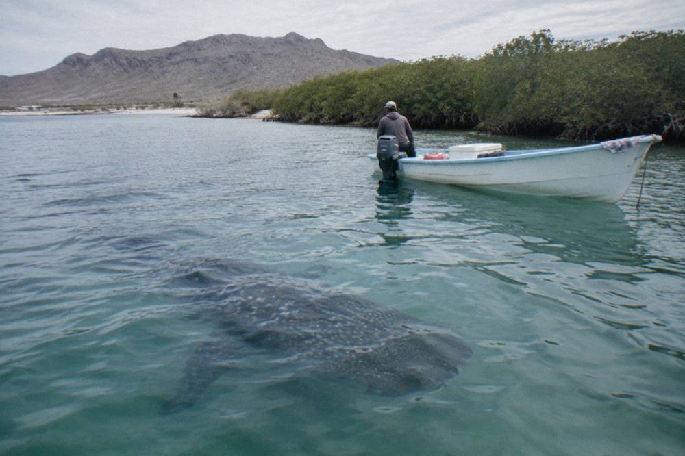 A small boat holding position beside a whale shark near the surface of a calm bay