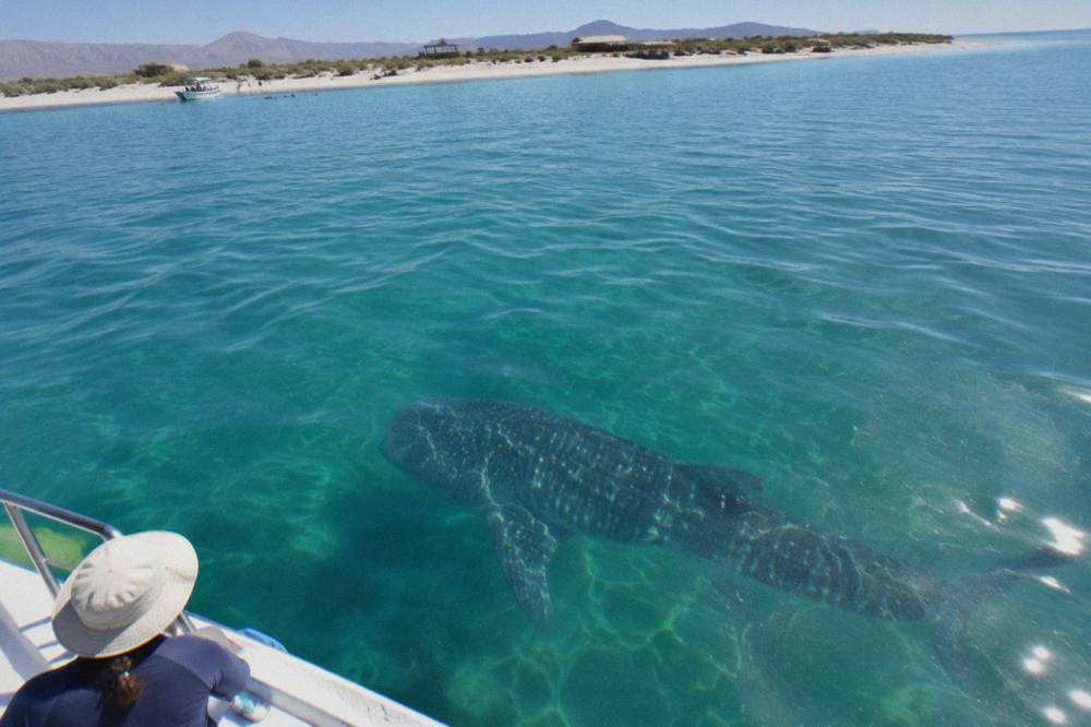 A whale shark seen from above through clear water with sunlit patterns on its back