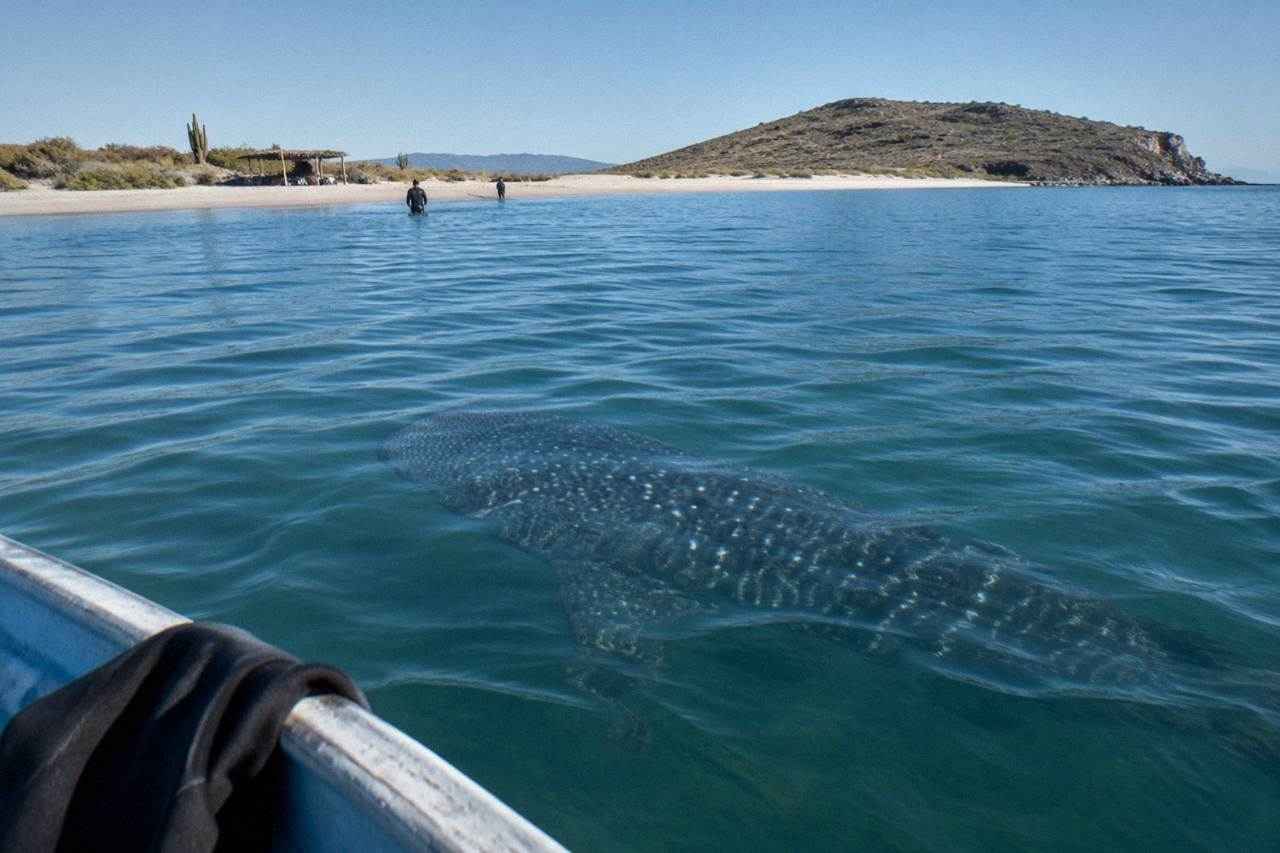 A whale shark swimming just below the surface of blue water near La Paz
