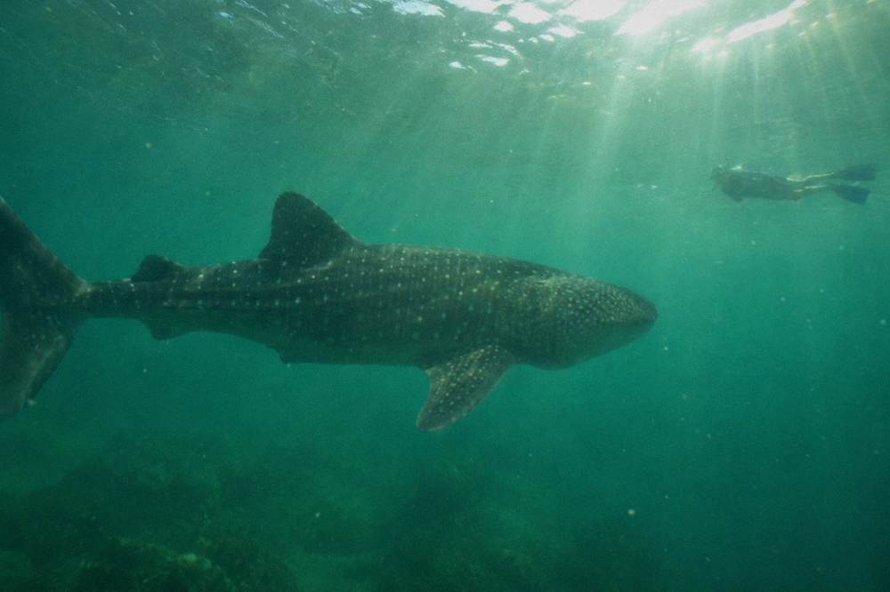 An underwater view of a whale shark passing a distant snorkeler in green water in the Bay of La Paz
