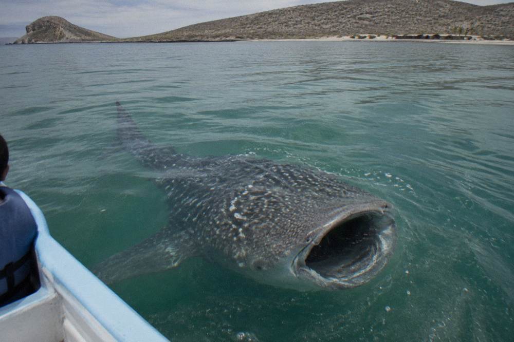 A whale shark feeding near the surface with its mouth open in sunlit water
