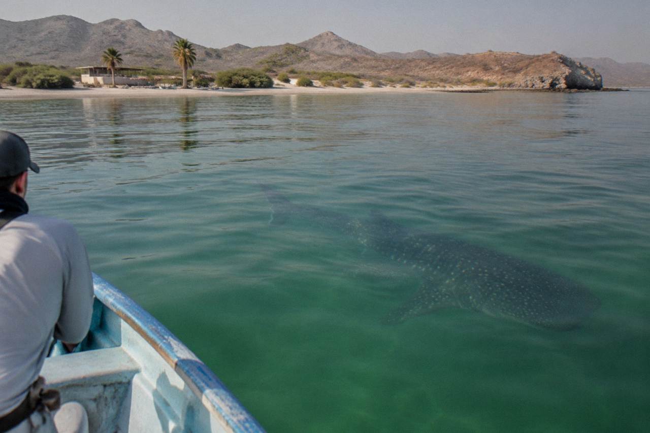 A whale shark swimming near the surface above calm green water in a wide bay