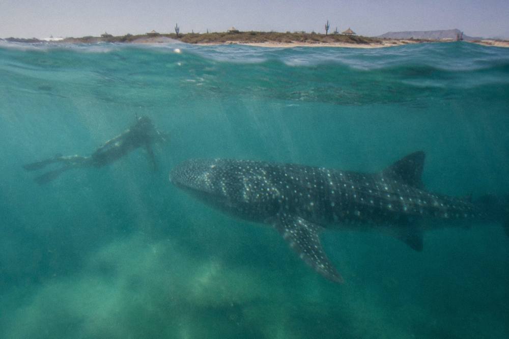 Snorkeler at the surface beside a large whale shark in blue open water