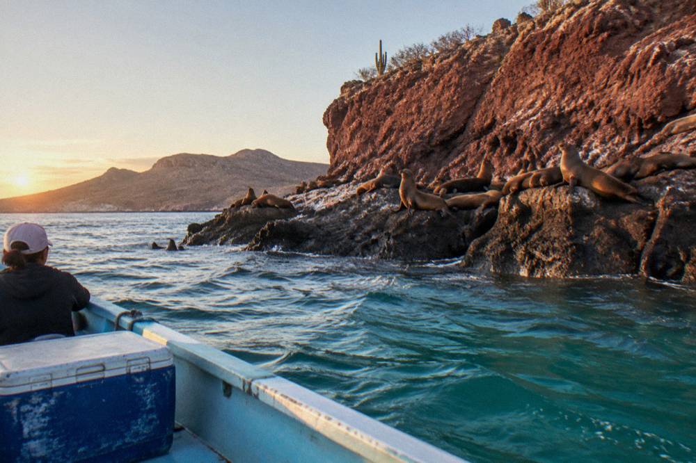 Sea lions resting on rocky islets beside tall red cliffs at sunrise