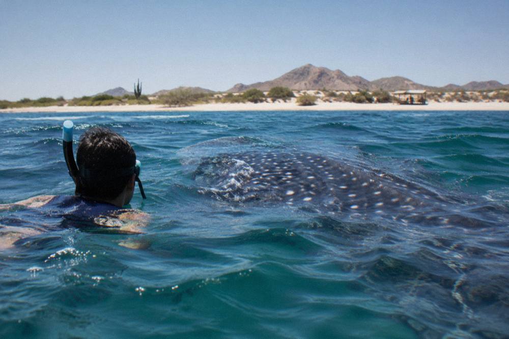 Snorkeler at the surface beside a large whale shark in open blue water