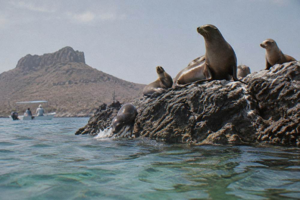 Rocky islet with sea lions hauled out on the stones beside clear water