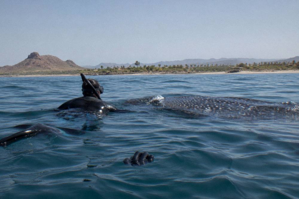 Snorkeler at the surface beside the dark silhouette of a large fish in blue open water