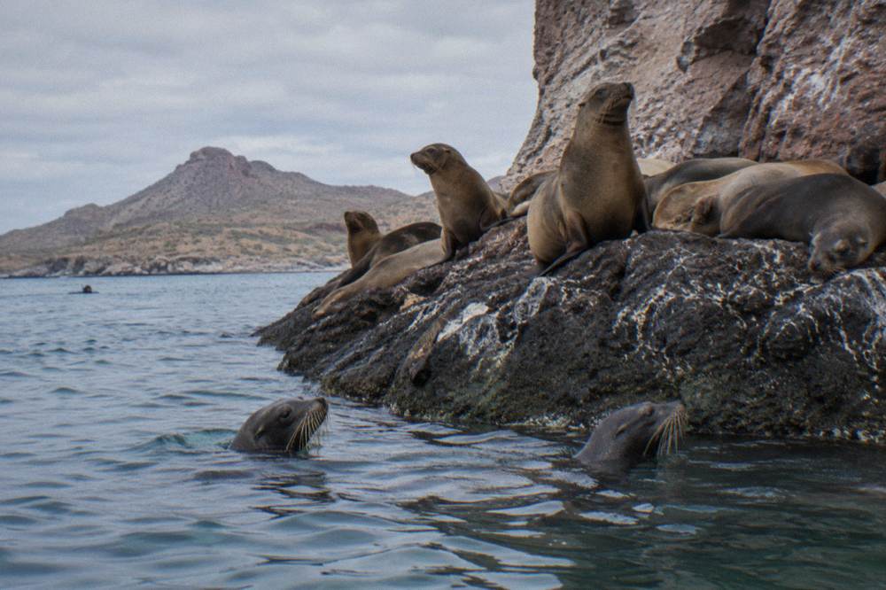 Sea lions resting on dark rocks at the base of a cliff above green water