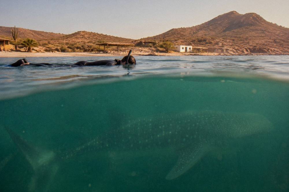 A snorkeler floating at the surface beside the shadow of a whale shark in blue water