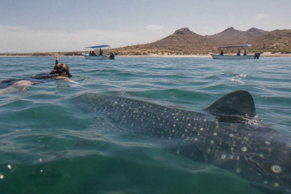 Snorkeler at the surface beside a large whale shark in open blue water