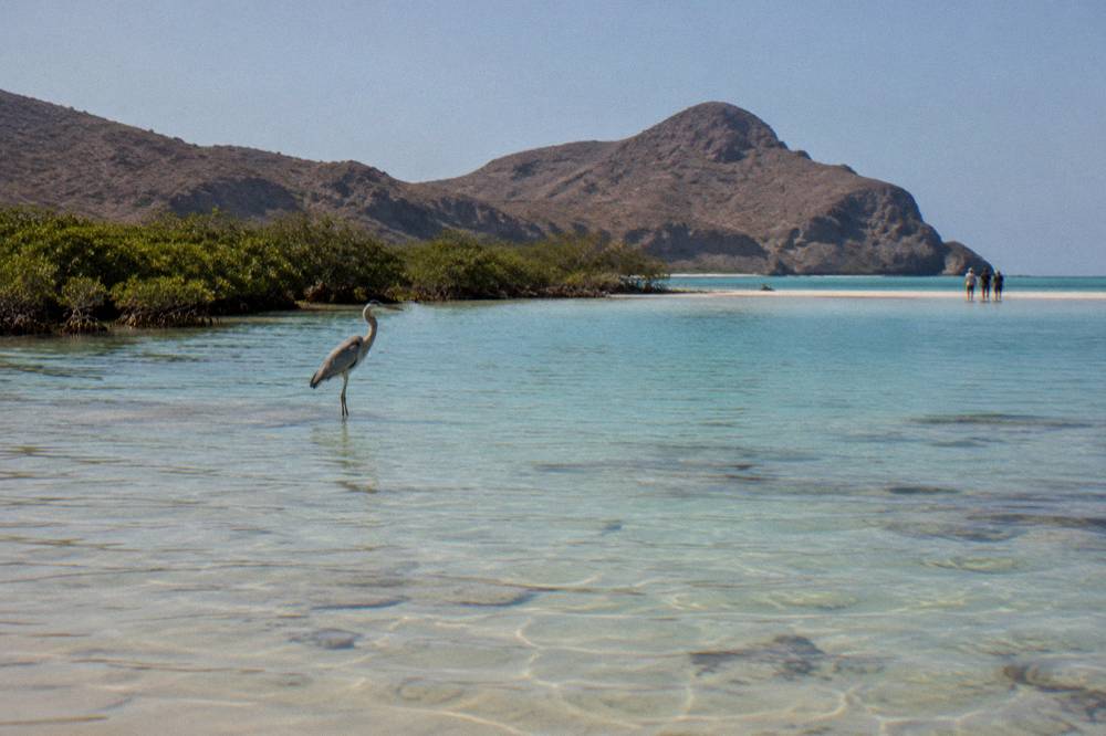 Shallow turquoise water and pale sand at a protected beach near La Paz