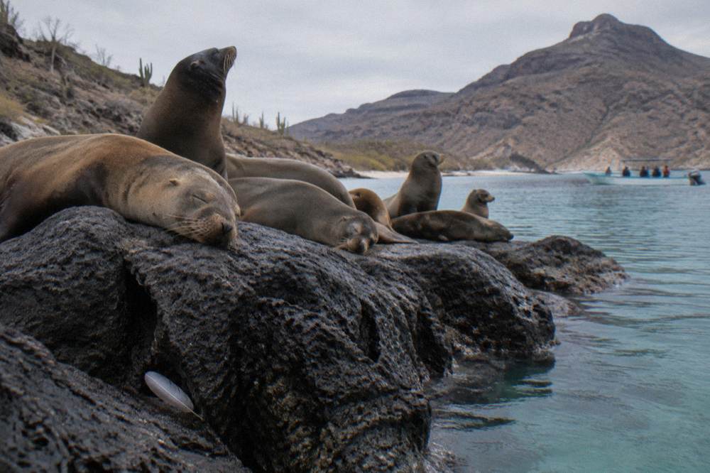 Sea lions hauled out on low dark rocks with clear turquoise water around them