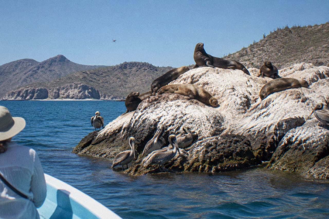 Rocky islets with sea lions resting on the rocks above calm blue water