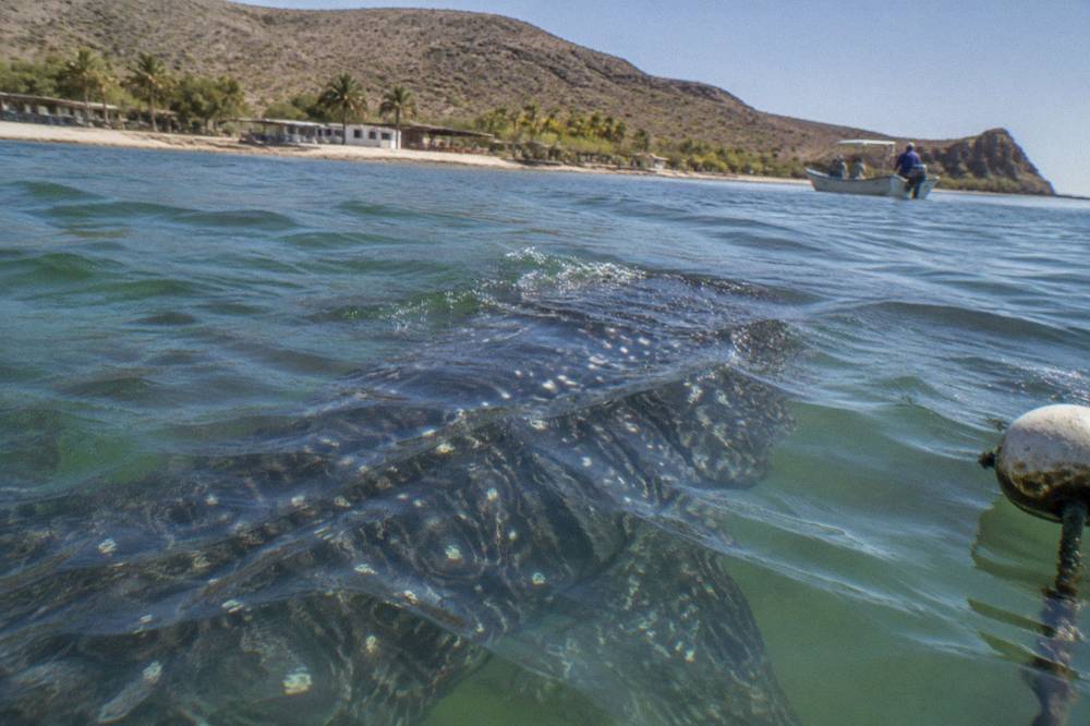 Whale shark swimming just below the surface in murky green early-season water near La Paz