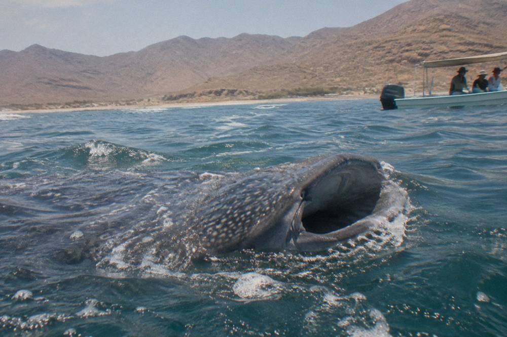 Whale shark feeding near the surface with the Baja desert hills of La Paz in the background