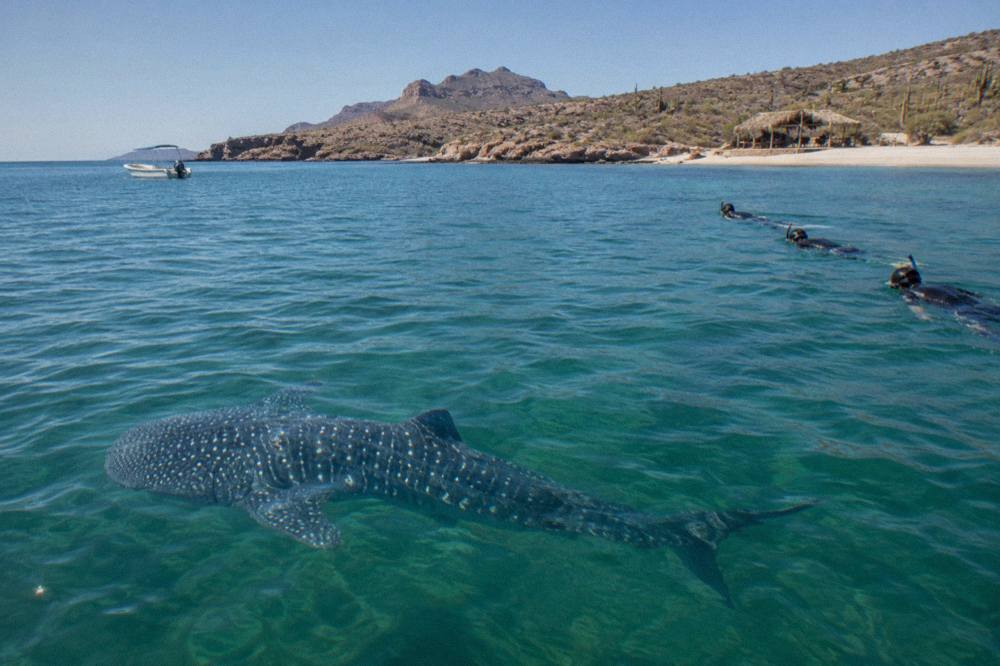 Snorkelers floating on the surface of clear blue water near a whale shark