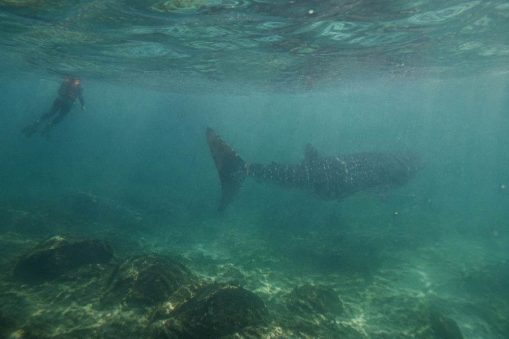 A swimmer in a wetsuit floating at a respectful distance from a large fish underwater