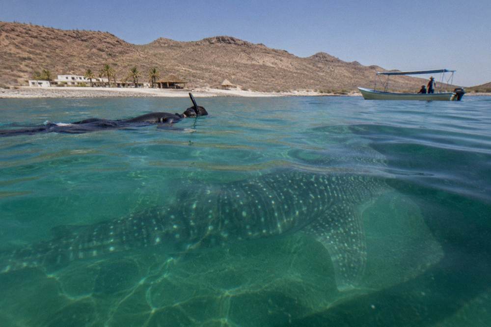 Snorkeler at the surface beside a large whale shark in clear green open water