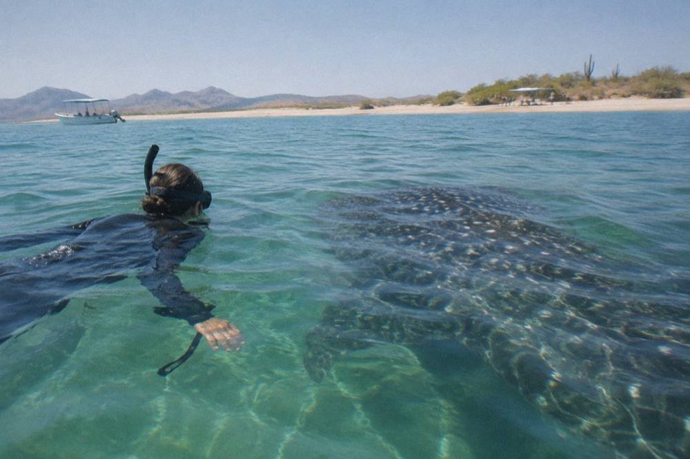 Snorkeler at the surface beside a large whale shark in clear green water