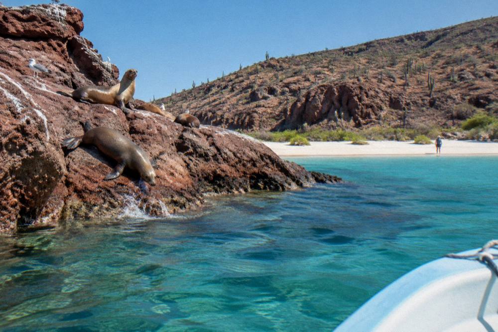 Rocky islet with sea lions hauled out and turquoise shallows beside a sandy beach cove